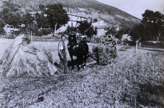 Eloi Coste et sa famille récupérant les gerbes de blé sur un traineau tiré par un équidé, vers 1950. Saint-Léger.