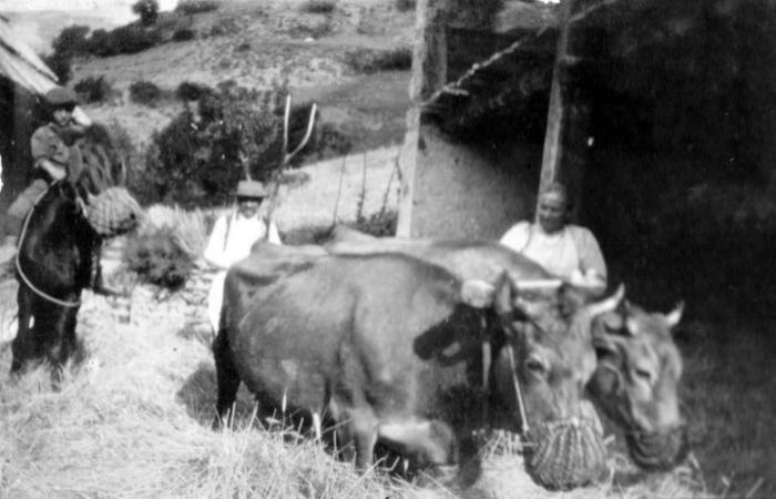 [Foulage, 1917, Hameau des Laves, Barels.]