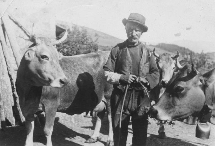 [Vieillard et trois vaches, Bouchanières ?, début des années 1950.]