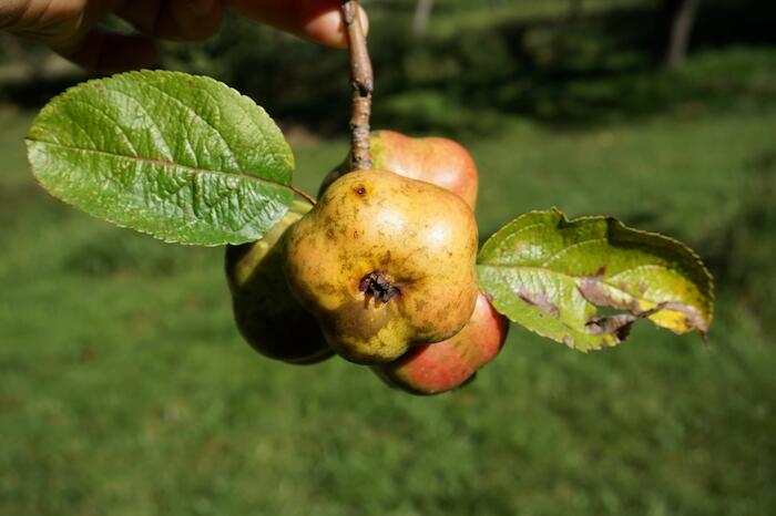 Pomme d'Api étoilée, Cliché Pauline Mayer.