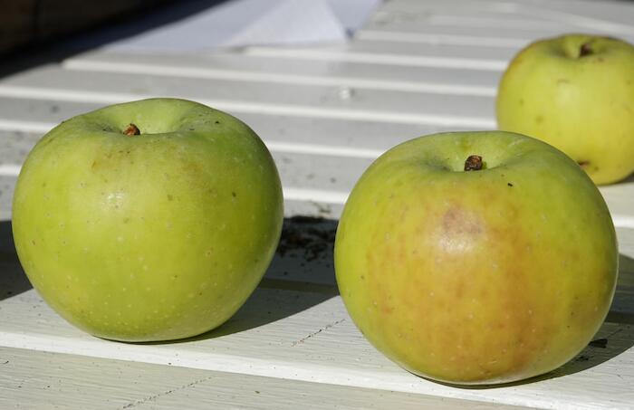 Pomme Graine d'été, Gars. Photo Pauline Mayer