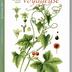La Garance voyageuse : revue du monde végétal  - n°133  Mars 2021 -  Bryone - Calendula - Cade - Madeleine Basseporte - Gregorio Lopez